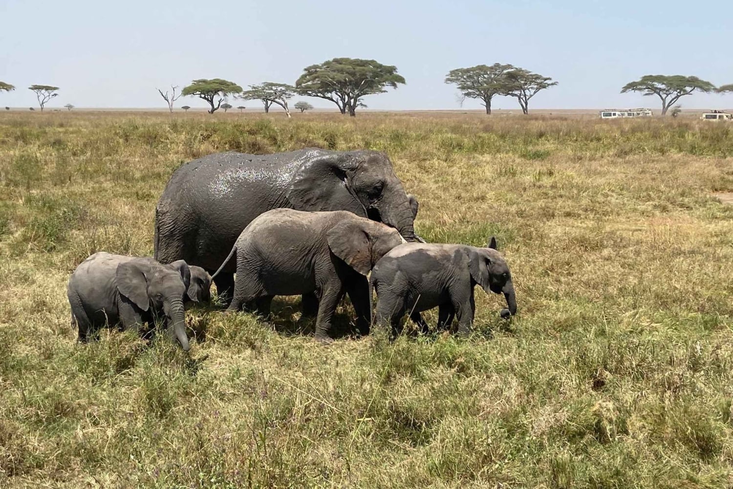 Arusha: Serengeti National Park Overnight Trip