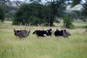 Arusha: Serengeti National Park Overnight Trip