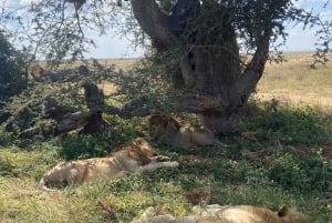 Arusha: Serengeti National Park Overnight Trip