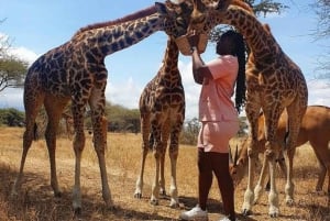 Arusha: Päiväretki Serval Wildlife -syöttää kirahveja ja leijonia
