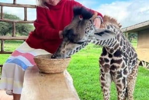 Arusha: Päiväretki Serval Wildlife -syöttää kirahveja ja leijonia