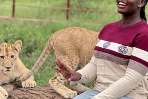 Arusha: Päiväretki Serval Wildlife -syöttää kirahveja ja leijonia