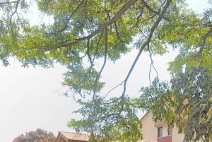 Arusha: Sinoni Community Walking Tour with Street Food