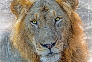 Arusha: Tarangire Balloon Safari and Game Drive Day Trip