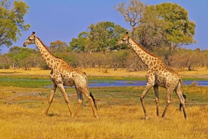 Arusha: Tarangire Balloon Safari and Game Drive Day Trip