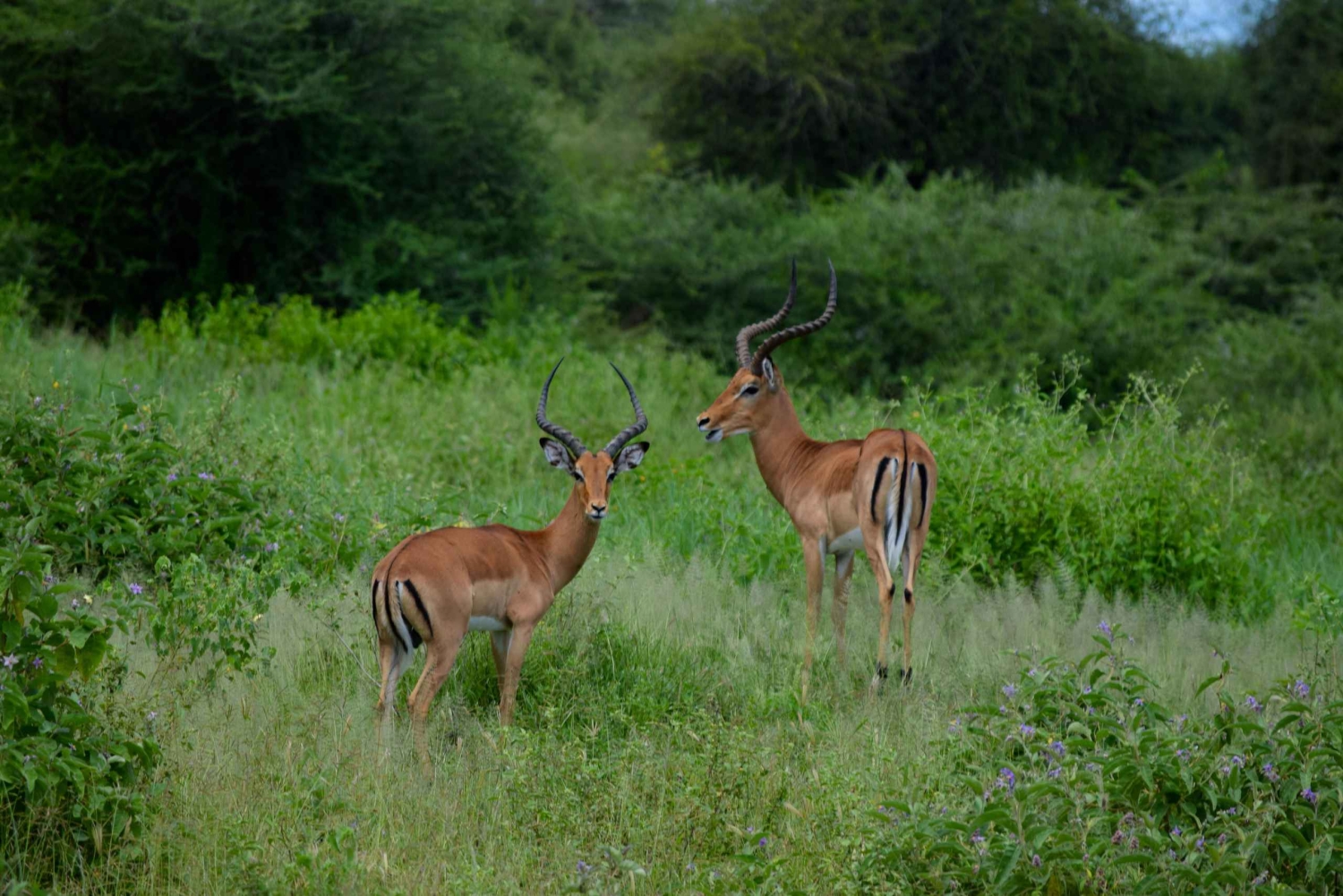 Arusha: Tarangire National Park Day Safari