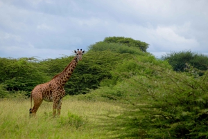 Arusha : safari d'une journée au parc national de Tarangire