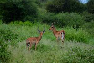 Arusha : safari d'une journée au parc national de Tarangire