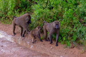 Arusha : safari d'une journée au parc national de Tarangire