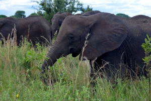 Arusha : safari d'une journée au parc national de Tarangire