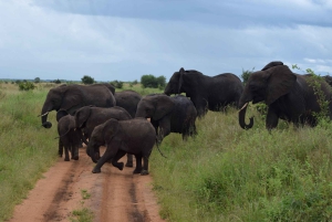 Arusha : safari d'une journée au parc national de Tarangire