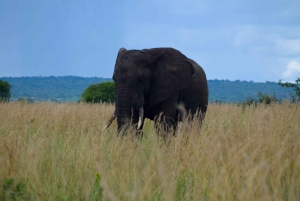 Arusha : safari d'une journée au parc national de Tarangire
