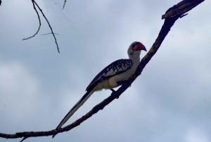 Arusha : safari d'une journée au parc national de Tarangire