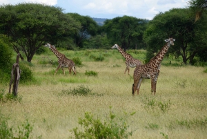 Arusha : safari d'une journée au parc national de Tarangire