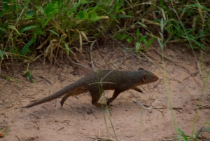 Arusha : safari d'une journée au parc national de Tarangire