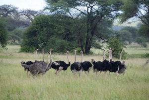 Arusha : safari d'une journée au parc national de Tarangire