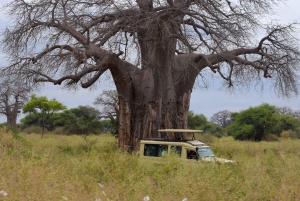 Arusha : safari d'une journée au parc national de Tarangire