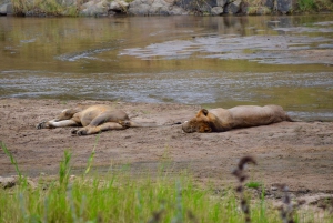 Arusha : safari d'une journée au parc national de Tarangire