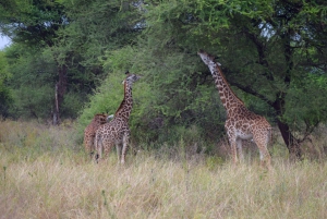 Arusha : safari d'une journée au parc national de Tarangire
