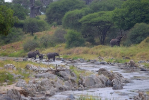 Arusha : safari d'une journée au parc national de Tarangire