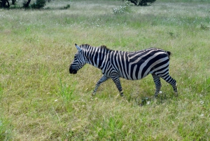 Arusha : safari d'une journée au parc national de Tarangire