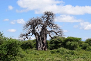 Arusha: Tarangire National Park Day Safari
