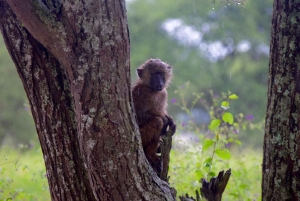 Arusha: Tarangire National Park Day Safari