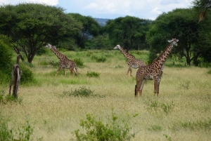 Arusha: Tarangire National Park Day Safari