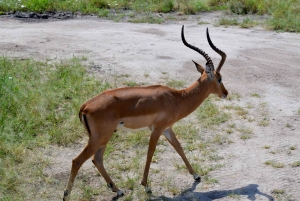 Arusha: Tarangire National Park Day Safari