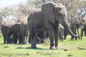 Arusha: Tarangire-Nationalpark Tagestour mit Wildtier-Safari
