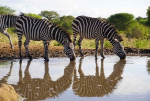 Arusha: Tarangire-Nationalpark Tagestour mit Wildtier-Safari