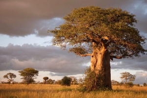 Arusha: Excursión de un día al Parque Nacional de Tarangire con Safari