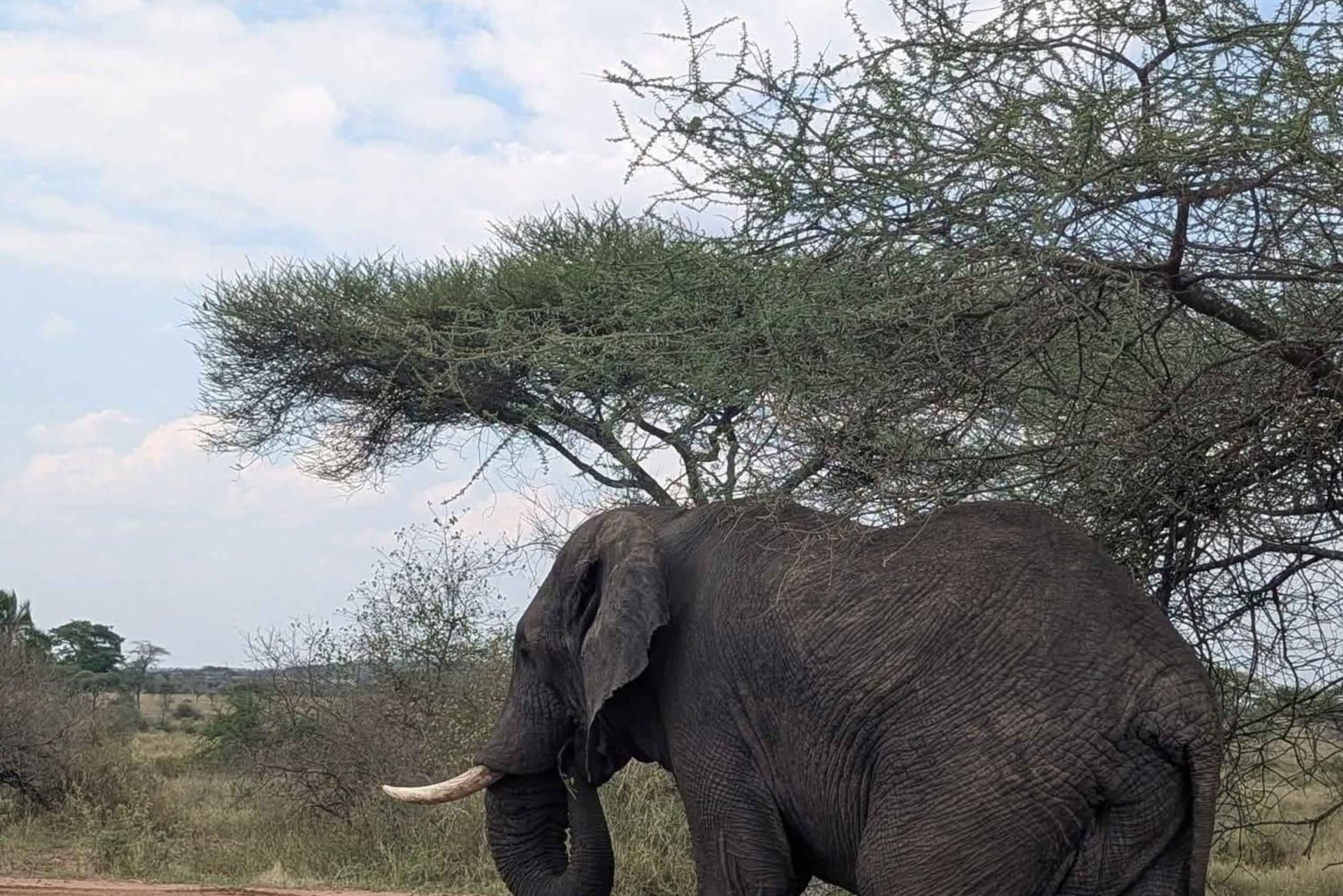 Аруша: однодневная поездка в национальный парк Тарангире