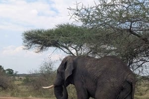 Аруша: однодневная поездка в национальный парк Тарангире