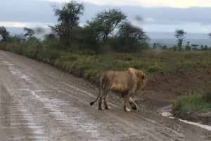 Arusha: Tarangire National Park Full-Day Wildlife Safari
