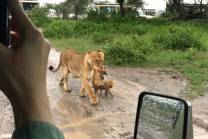 Arusha: Tarangire National Park Full-Day Wildlife Safari