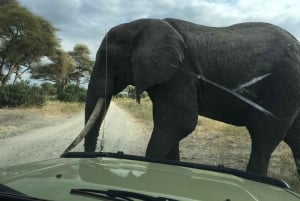 Arusha: Tarangire National Park Full-Day Wildlife Safari