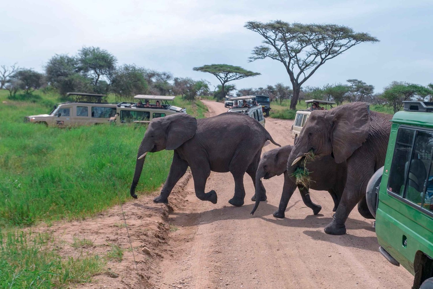 Arusha: escursione privata di un giorno al Parco Nazionale del Tarangire