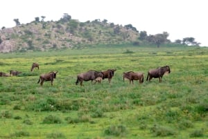 Arusha : excursion privée d'une journée au parc national de Tarangire