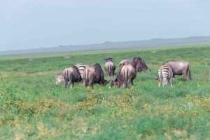 Arusha : excursion privée d'une journée au parc national de Tarangire