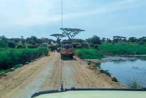 Arusha : excursion privée d'une journée au parc national de Tarangire