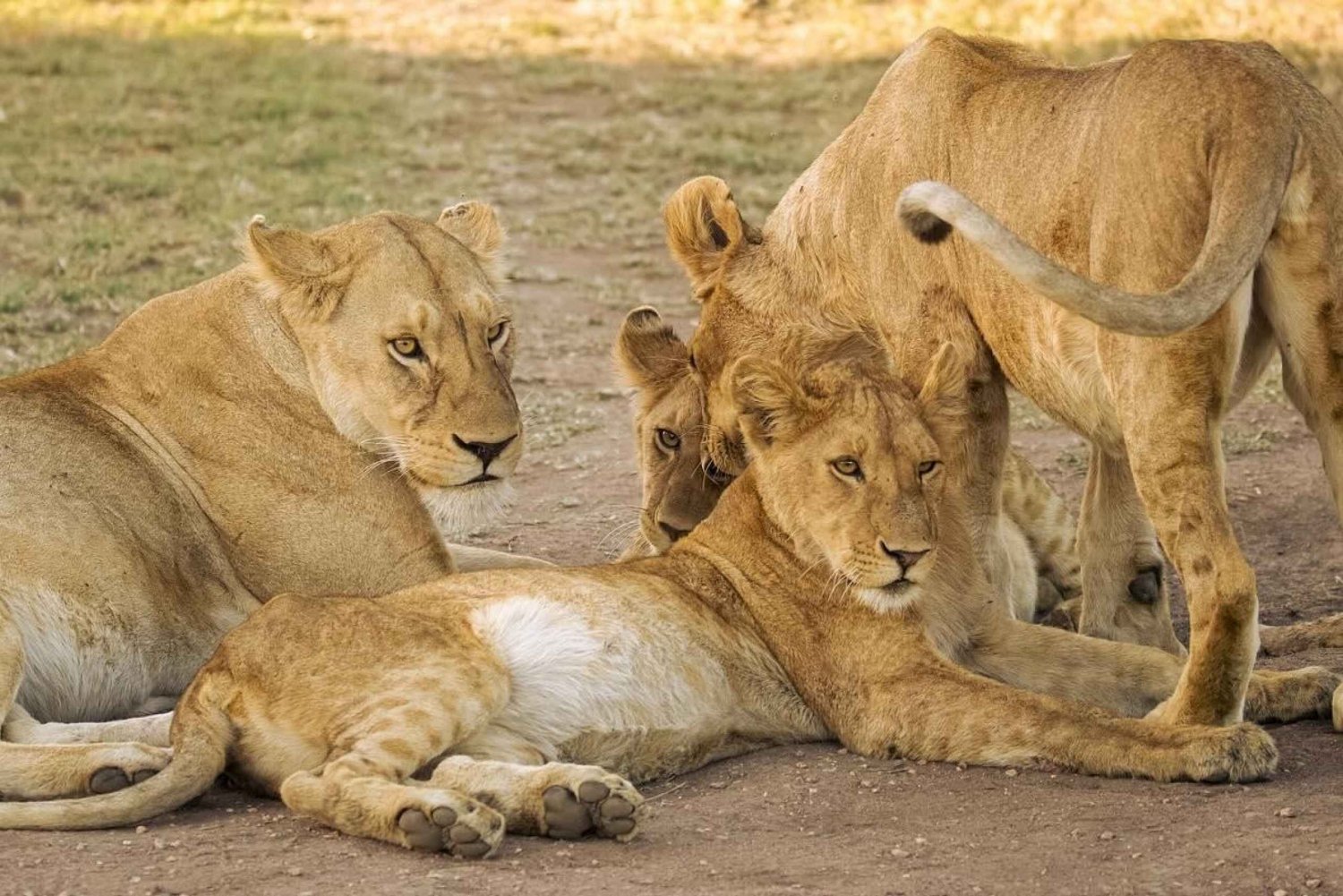Serengeti: 3 Daagse Serengeti & Ngorongoro Safari Groep Kamperen