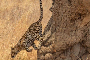 Serengeti: 3 giorni di campeggio di gruppo Serengeti e Ngorongoro Safari