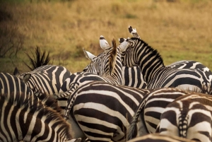 Serengeti: 3 päivän Serengeti & Ngorongoro Safari ryhmäleiritys