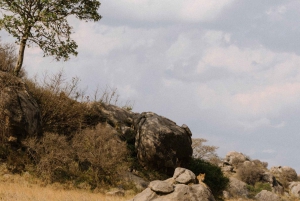 Serengeti: 3-dages Serengeti & Ngorongoro Safari Gruppecamping