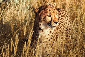 Arusha: Tarangire, Serengeti & Krater 4-tägige Luxussafari