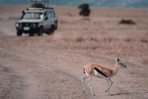 Arusha: Tarangire, Serengeti & Krater 4-tägige Luxussafari
