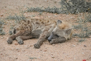 Arusha: Tarangire, Serengeti & Krater 4-tägige Luxussafari