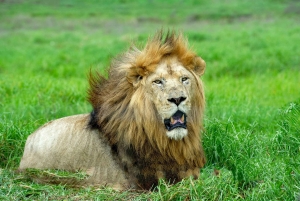 Arusha: Tarangire, Serengeti & Krater 4-tägige Luxussafari