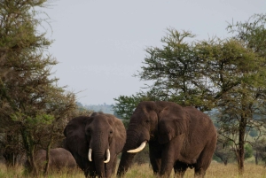 Arusha: Tarangire, Serengeti & Krater 4-tägige Luxussafari